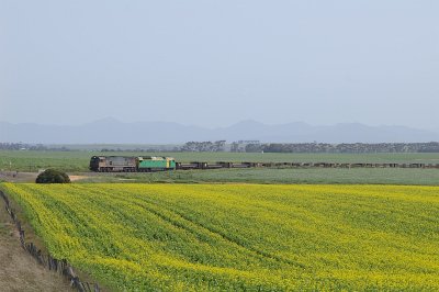 Early Canola