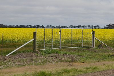 Gate and Canola