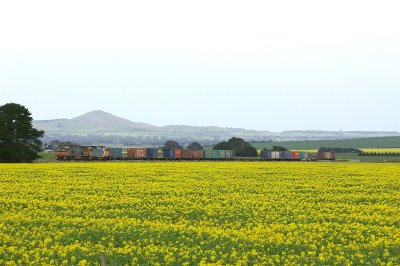 Tatyoon Canola