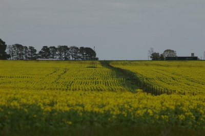 Canola