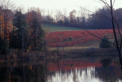 fall002-2.jpg