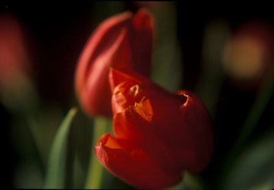tulip001-2.jpg