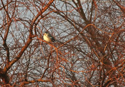 Northern Mockingbird enjoying the Sun after the rain