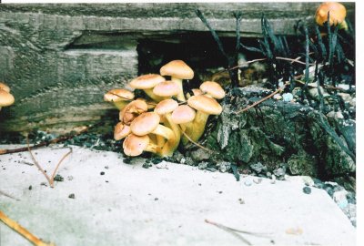 fungi small world