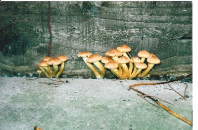 fungi small world ll