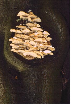 fungi safe haven