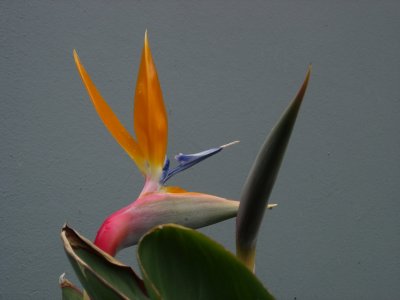 Bird of Paradise-look out