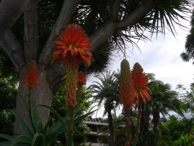 red hot poker jungle