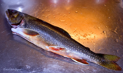 salvelinus alpinus, roding