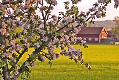romantic appleblossoms