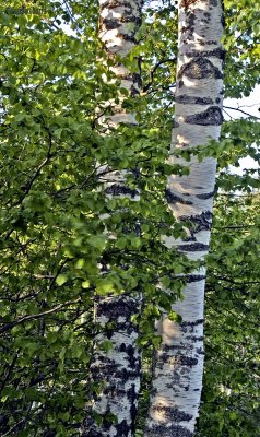 birch in spring