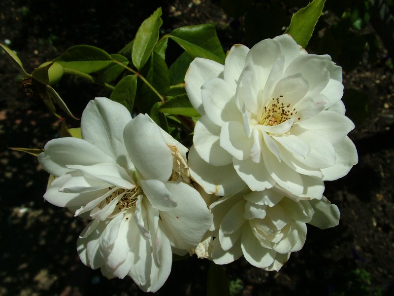 White Roses South Africa.JPG