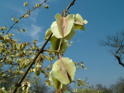 Local Plants against a blue sky Victoria Falls.JPG