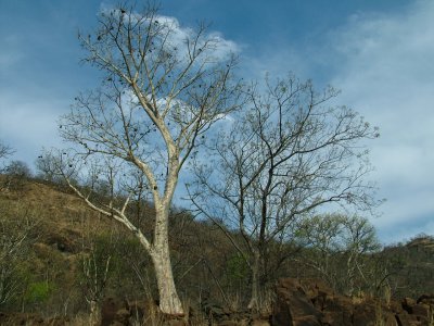 White Trees by the Zambesi.JPG