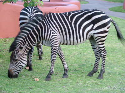 Day 8 Zebras Sun International Hotel Livingstone Zambia.JPG