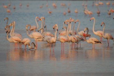 1755 23rd September 06 Flamingos Ras Al Khor.JPG
