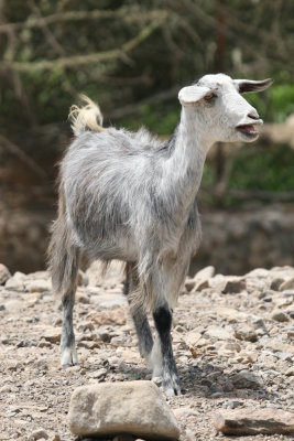 Goat Hatta.JPG