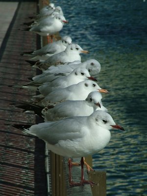 Seagulls in Sharjah.JPG
