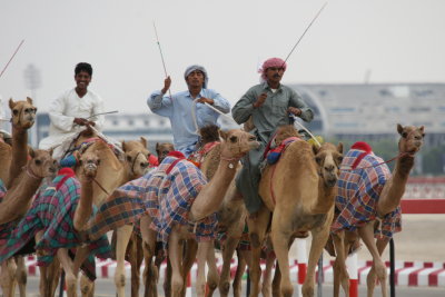 1416 8th December 06 Training the Racing Camels Dubai.JPG