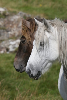 Connemara Ponies Ireland.JPG
