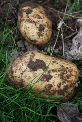 Irish Potatoes.JPG