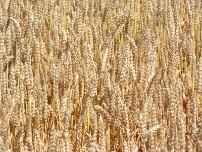 Wheat Field County Cork Ireland.jpg