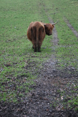 Highland Cow.JPG