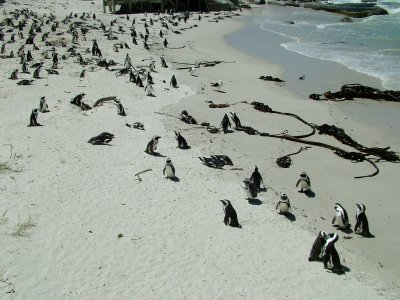 Penguins Boulder Bay 1 South Africa.JPG