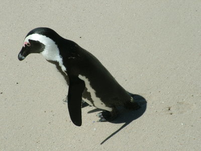 Penguins Boulder Bay 2 South Africa.JPG