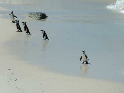 Penguins Boulder Bay 3 South Africa.JPG