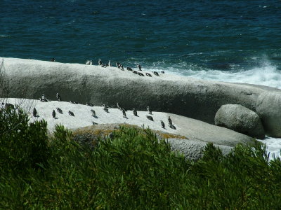 Penguins Boulder Bay 4 South Africa.JPG