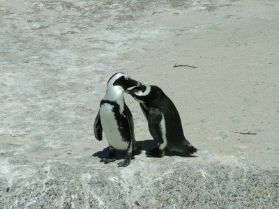 Penguins Boulder Bay 6 South Africa.JPG