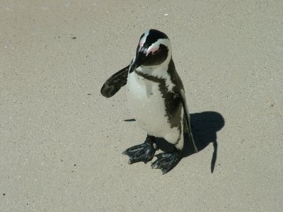Penguins Boulder Bay 7 South Africa.JPG