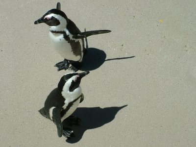 Penguins Boulder Bay 8 South Africa.JPG
