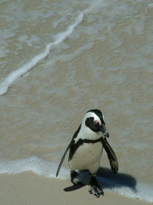 Penguin Boulder Bay.JPG