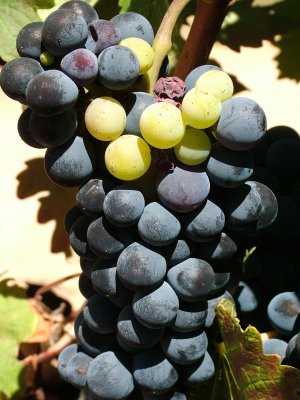 Grapes Ripening South Africa.JPG