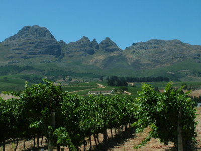 winelands South Africa.JPG