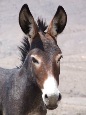 Donkey  Ras Musandam Oman.JPG