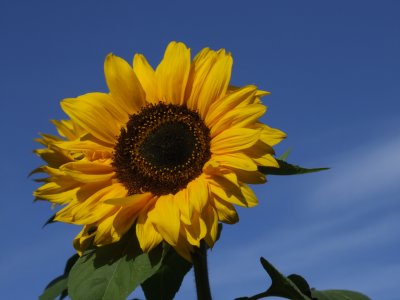 Sunflower Cashel.JPG