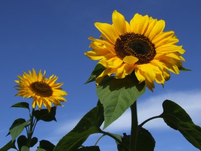 Sunflowers Tipperary.JPG