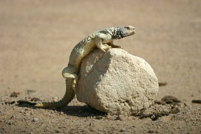 Lizards & Reptiles in the UAE