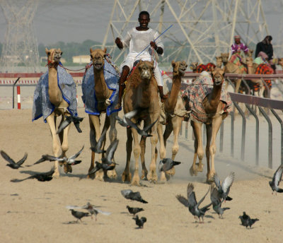 Nad Al Shebah Camel race track