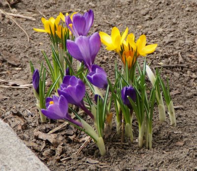 00733_crocus_CROP RAW-JPG