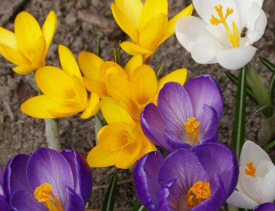 743_crocus - CROP RAW - jpg