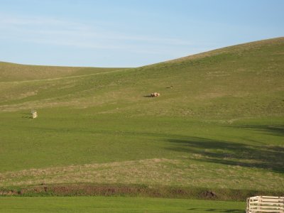 Range ewes