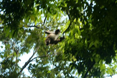 Spider Monkey moving through the jungle canopy