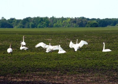 Whistling swans