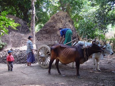 Loading the wagon