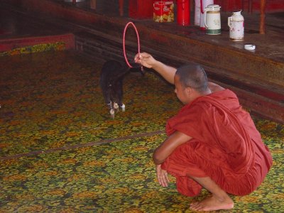 Teaching cats to jump through hoops