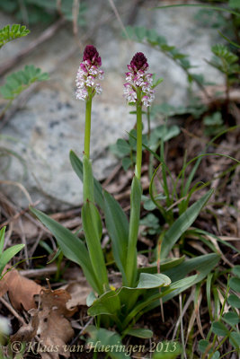 Aangebrande orchis - Burnt Orchid - Neotinea ustulata